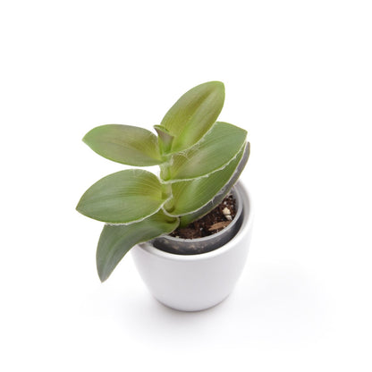 Tradescantia ‘Pale Puma’, Größe S