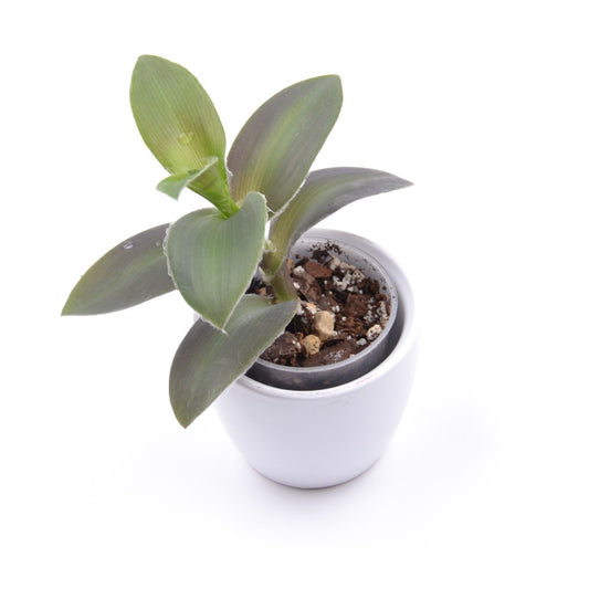 Tradescantia ‘Pale Puma’, Größe S