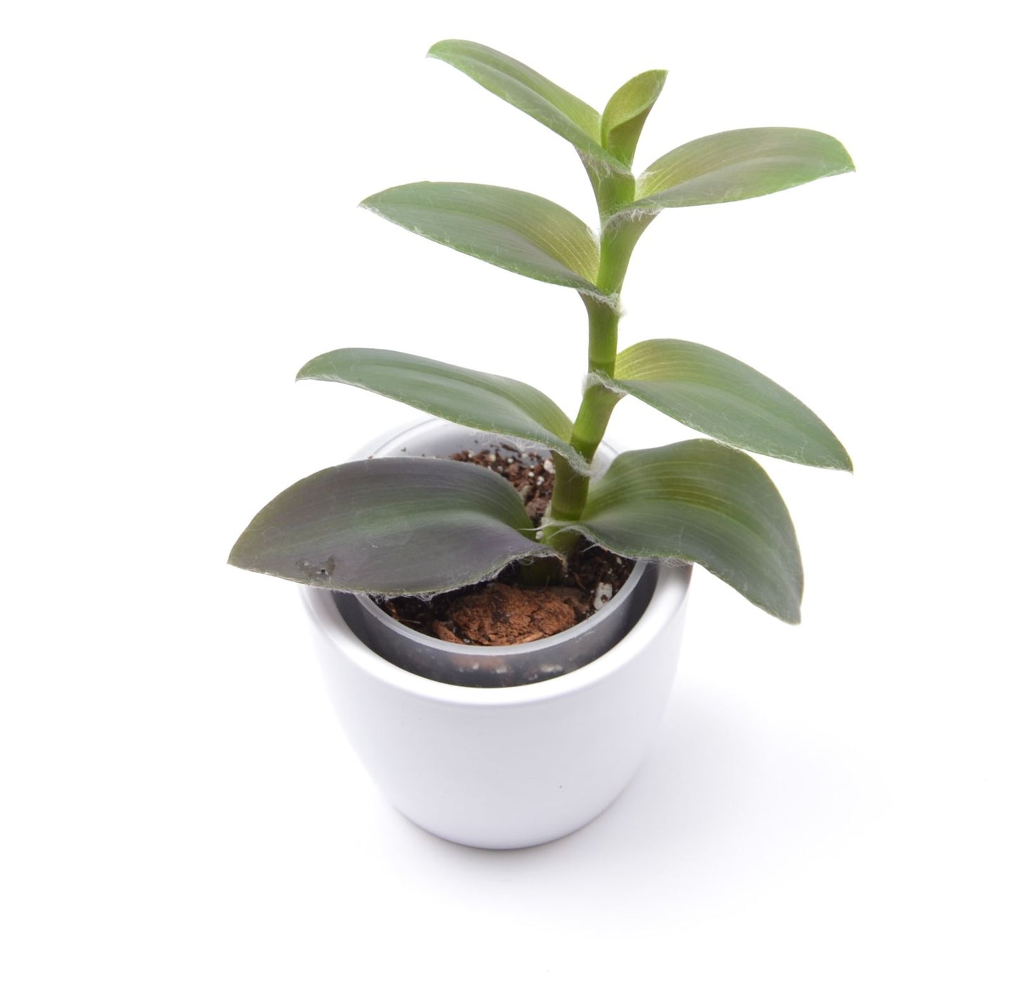 Tradescantia ‘Pale Puma’, Größe S