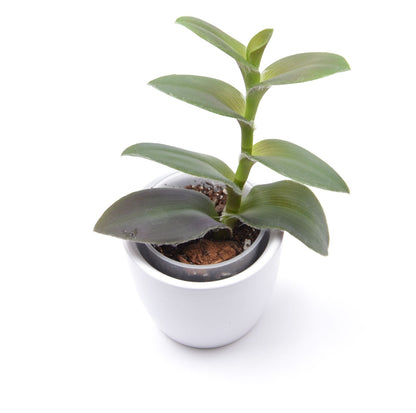 Tradescantia ‘Pale Puma’, Größe S