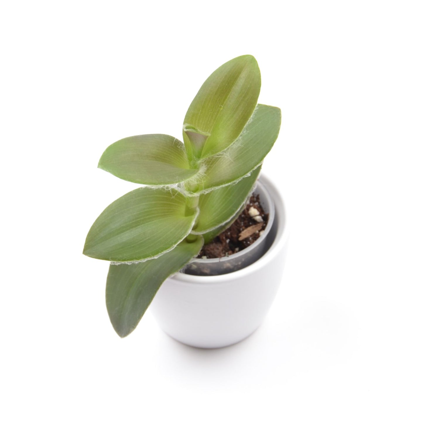 Tradescantia ‘Pale Puma’, Größe S