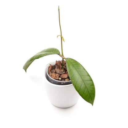 Hoya sp. 'Gunung Gading', Größe S, Nr. 3