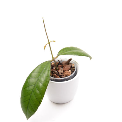 Hoya sp. 'Gunung Gading', Größe S, Nr. 3