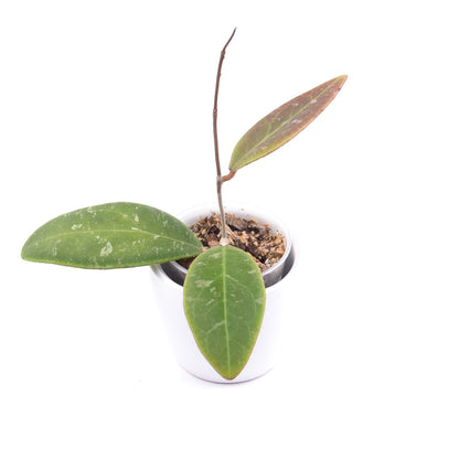 Hoya rintzii Borneo, Größe S, Nr. 1