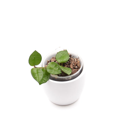 Hoya lacunosa RHM 023-1 'My little runaway', Größe S, Nr. 3