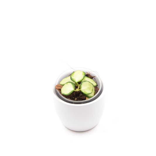 Hoya heuschkeliana (inner variegated), Größe S, Nr. 2