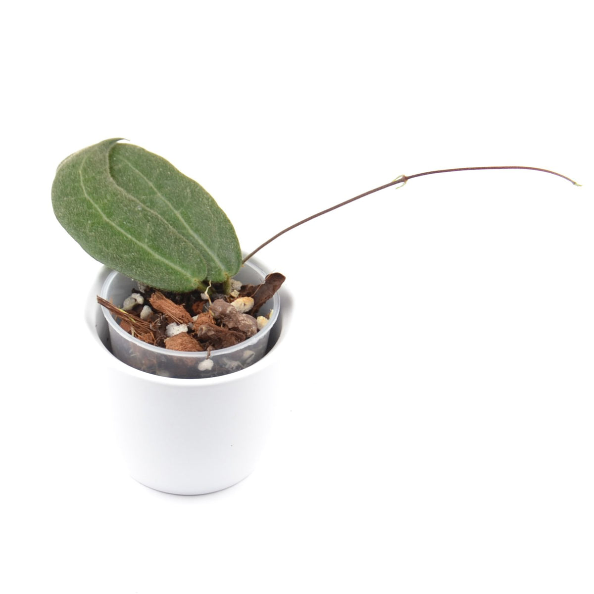 Hoya hypolasia, Größe S, Nr. 1