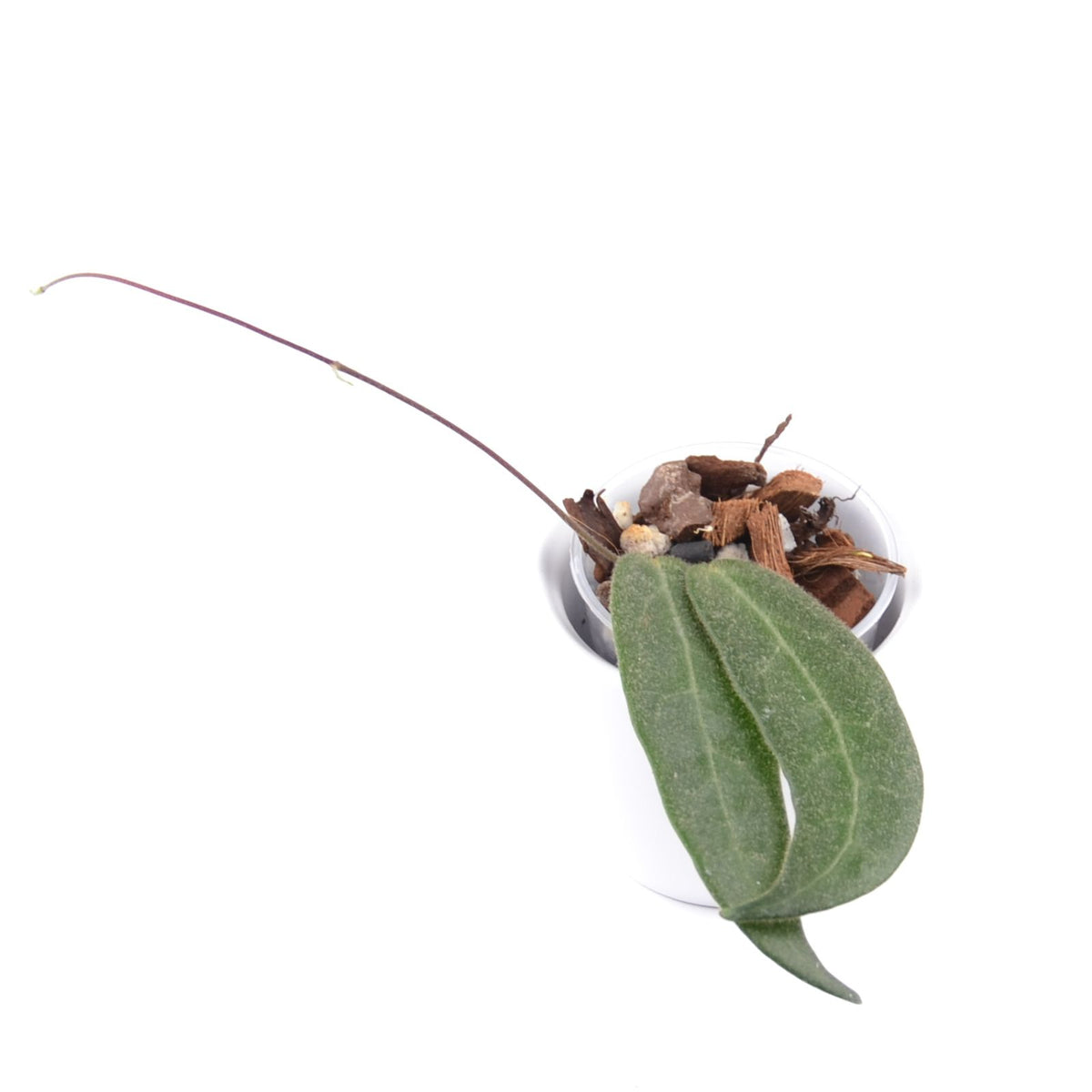 Hoya hypolasia, Größe S, Nr. 1