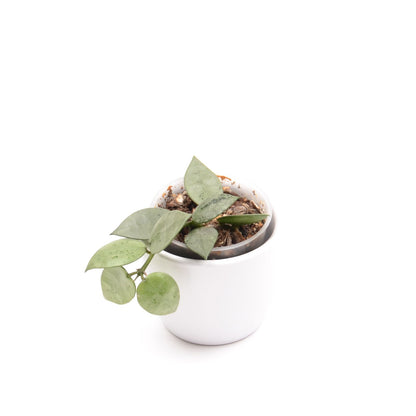 Hoya krohniana (super Silver), Größe S, Nr. 7