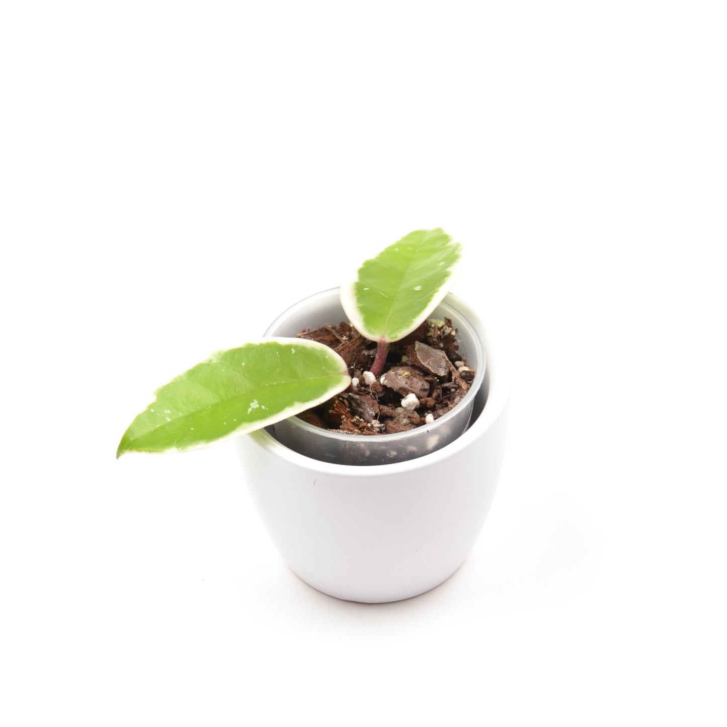 Hoya carnosa 'Krimson Qeen' (outer variegated), Größe S, Nr. 2