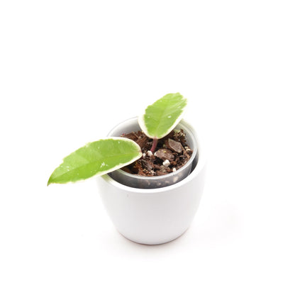 Hoya carnosa 'Krimson Qeen' (outer variegated), Größe S, Nr. 2