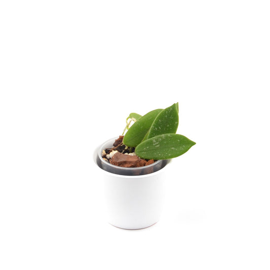 Hoya thomsonii, Größe S, Nr. 10