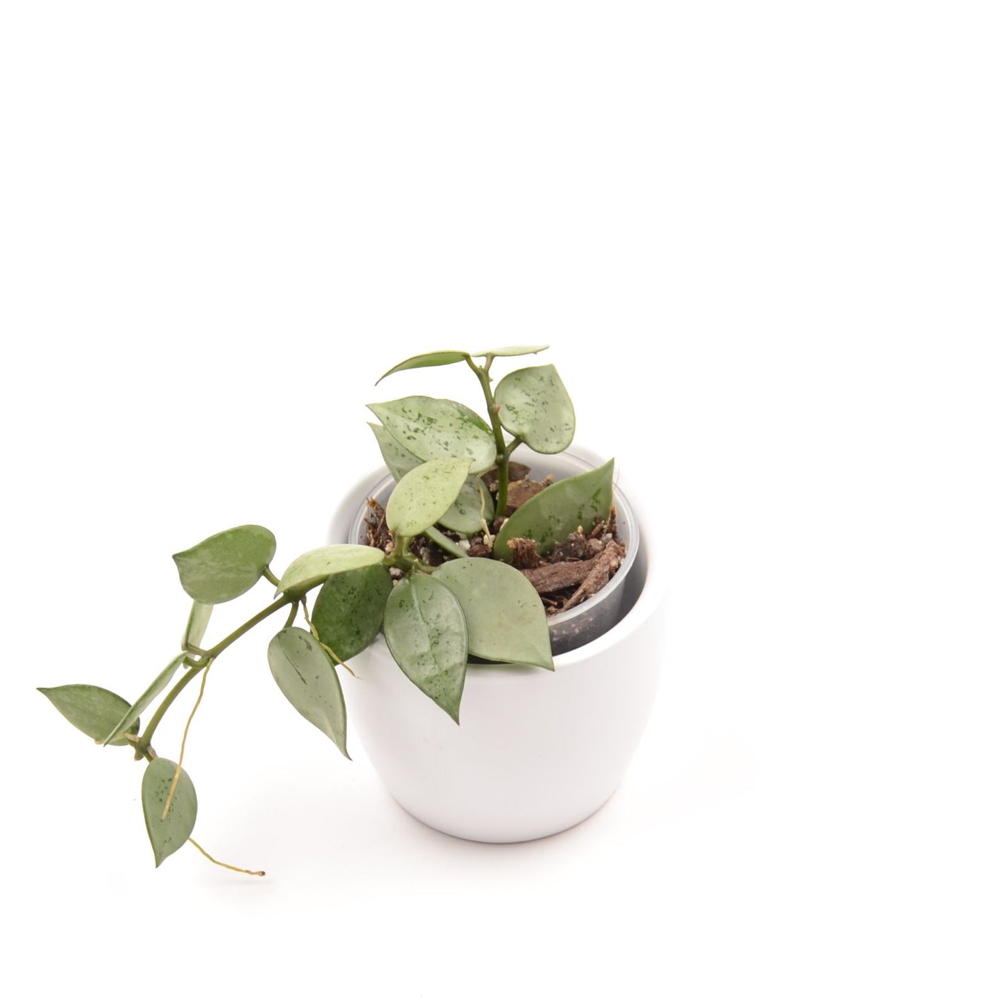 Hoya krohniana (super Silver), Größe S, Nr. 4