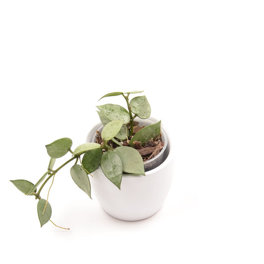 Hoya krohniana (super Silver), Größe S, Nr. 4