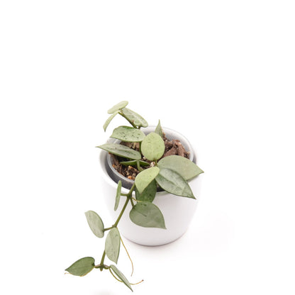 Hoya krohniana (super Silver), Größe S, Nr. 4