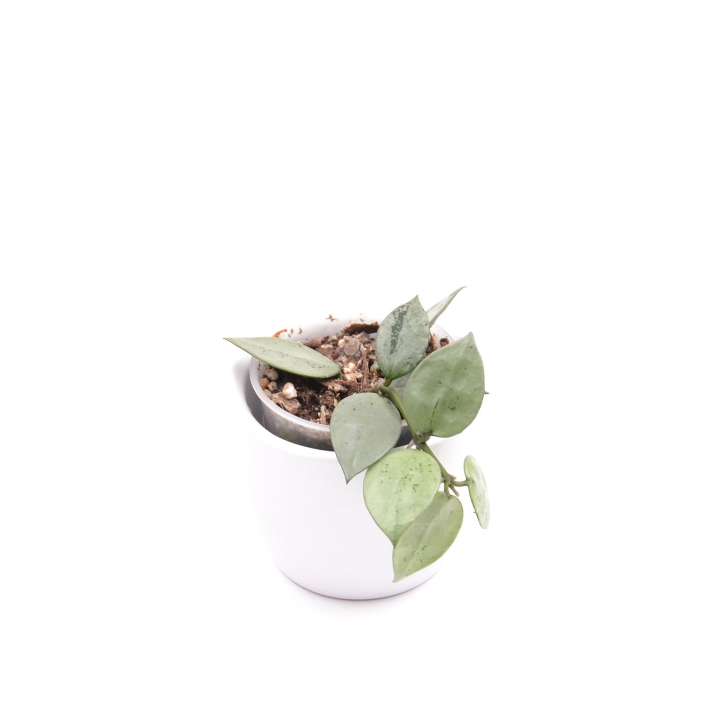 Hoya krohniana (super Silver), Größe S, Nr. 7