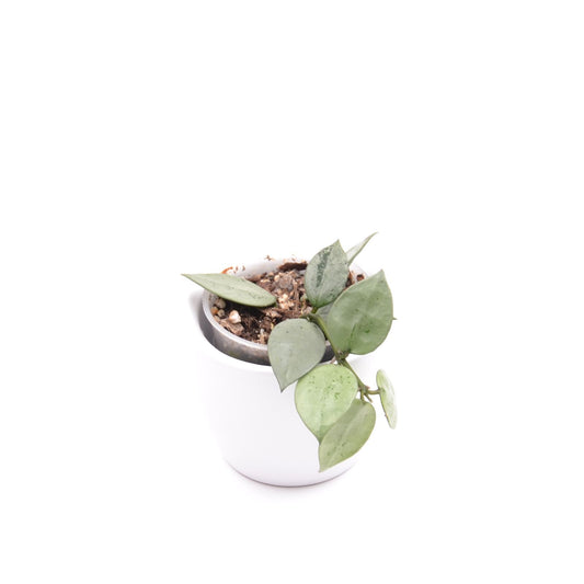 Hoya krohniana (super Silver), Größe S, Nr. 7