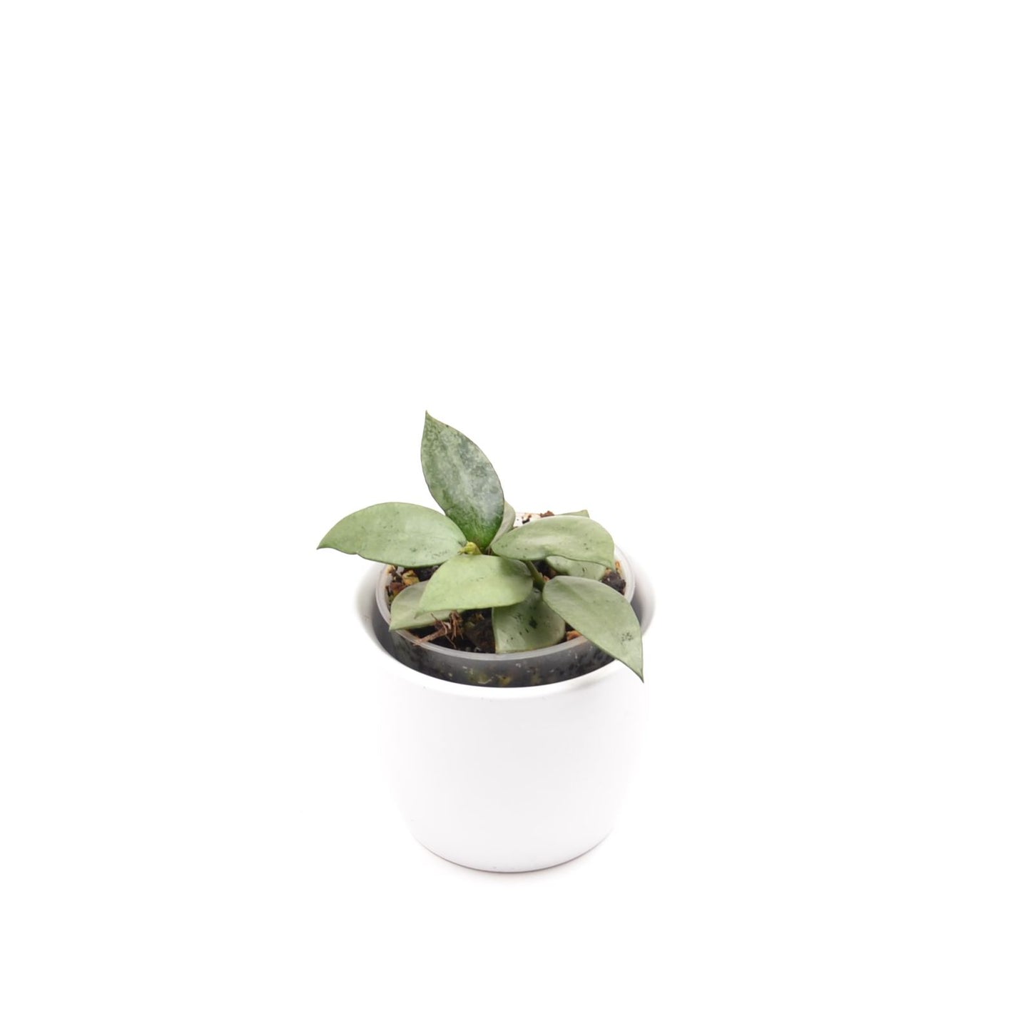 Hoya krohniana (super Silver), Größe S, Nr. 6