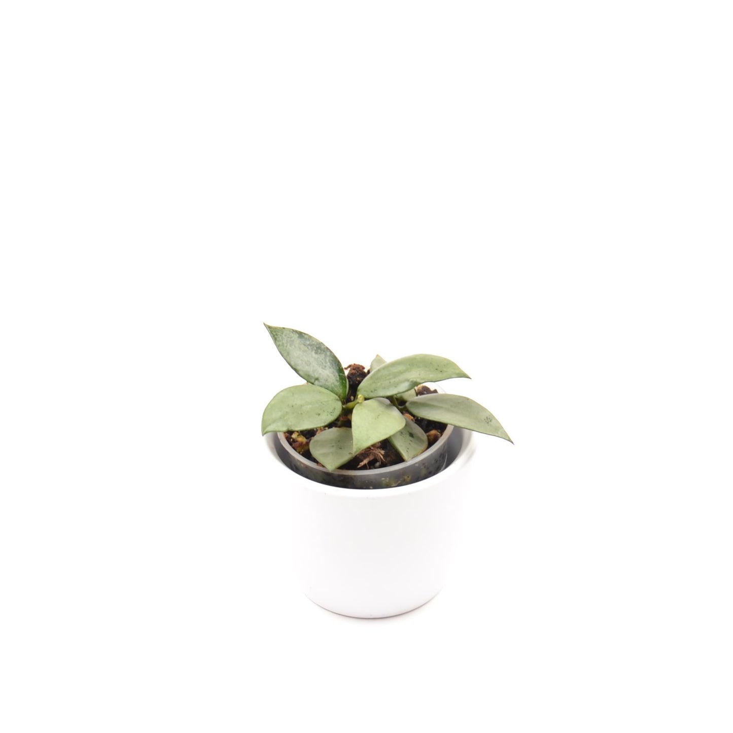 Hoya krohniana (super Silver), Größe S, Nr. 6