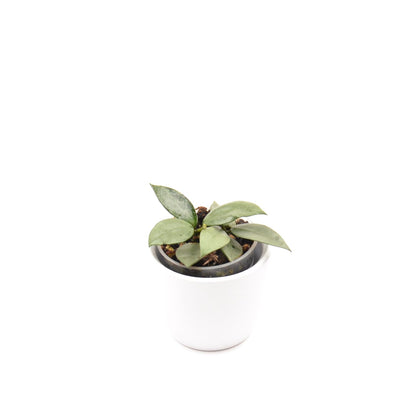 Hoya krohniana (super Silver), Größe S, Nr. 6
