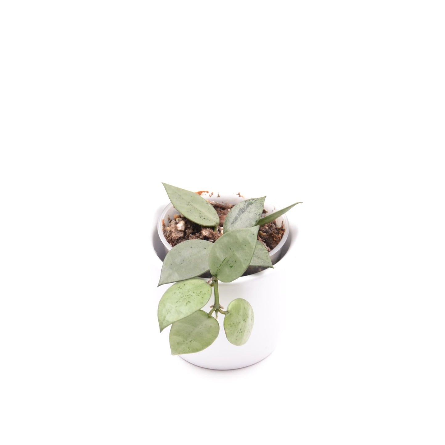 Hoya krohniana (super Silver), Größe S, Nr. 7