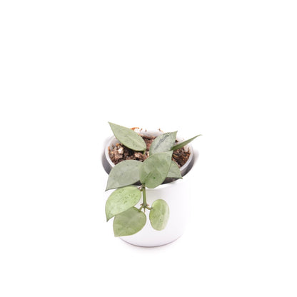 Hoya krohniana (super Silver), Größe S, Nr. 7