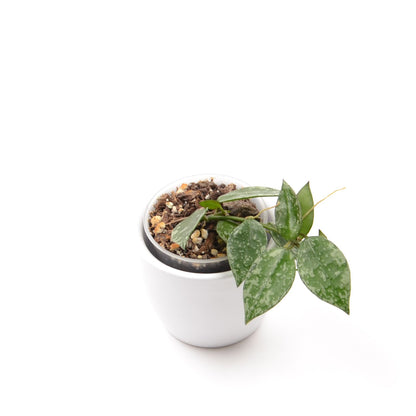 Hoya krohniana ‘Eskimo’, Größe S, Nr. 1