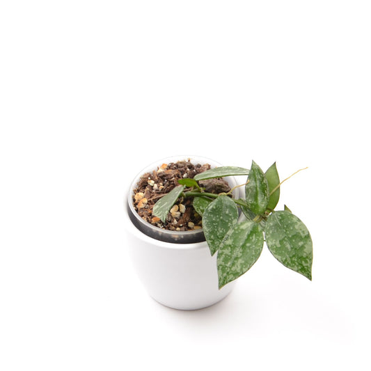 Hoya krohniana ‘Eskimo’, Größe S, Nr. 1