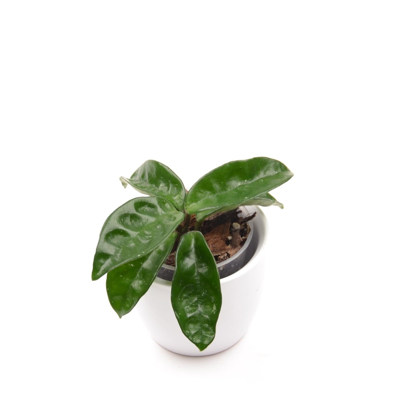 Hoya carnosa ‘Krinkle 8’, Größe S, Nr. 2