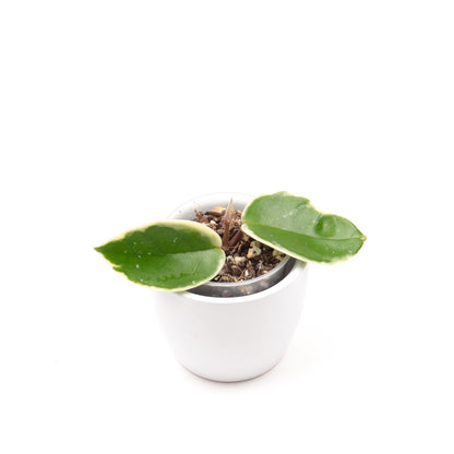 Hoya carnosa 'Krimson Qeen' (outer variegated), Größe S, Nr. 4