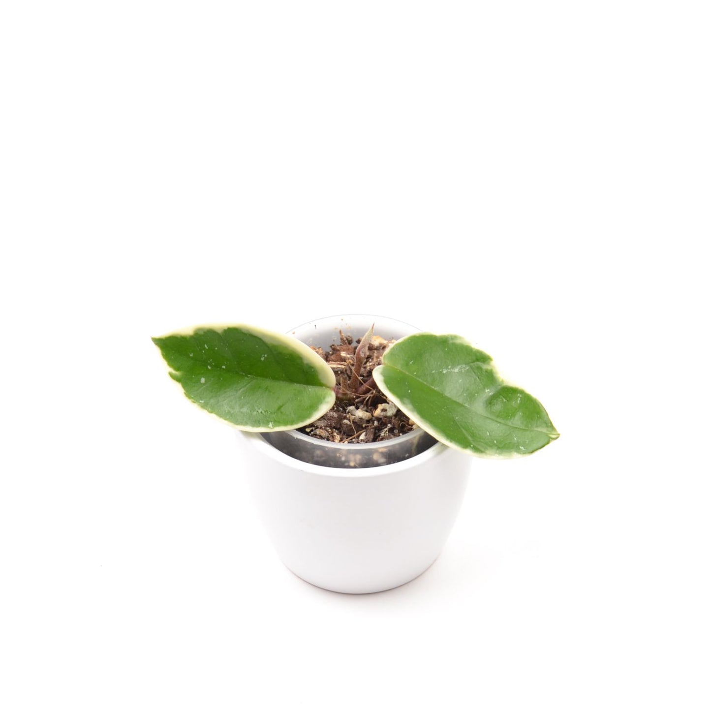 Hoya carnosa 'Krimson Qeen' (outer variegated), Größe S, Nr. 4