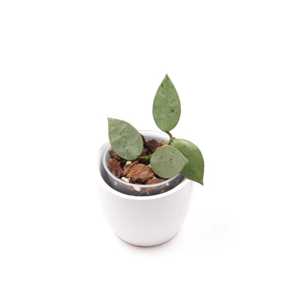 Hoya krohniana (super Silver), Größe S, Nr. 2