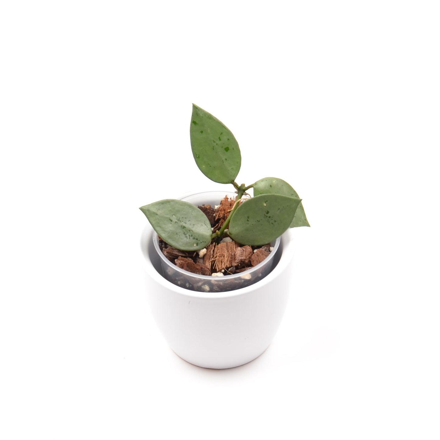 Hoya krohniana (super Silver), Größe S, Nr. 2