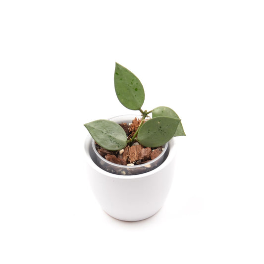 Hoya krohniana (super Silver), Größe S, Nr. 2