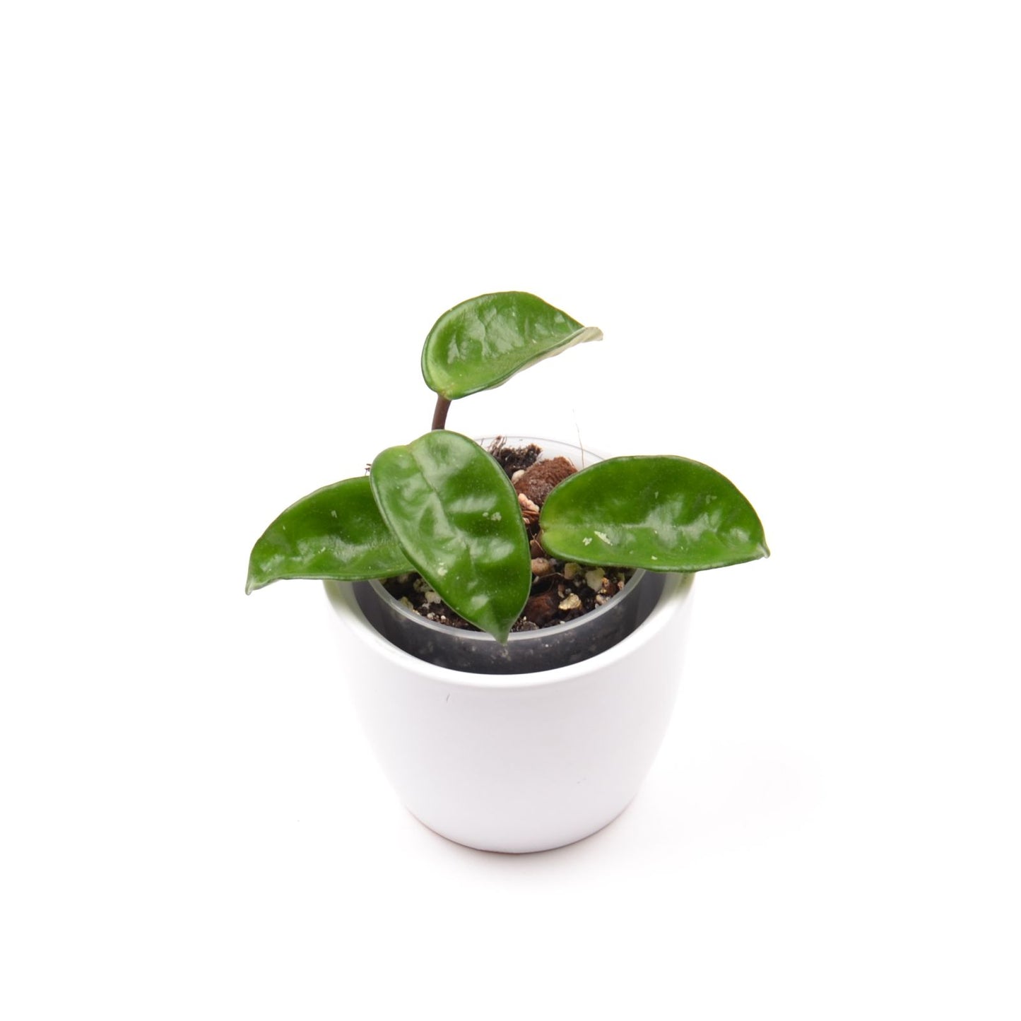 Hoya carnosa ‘Krinkle 8’, Größe S, Nr. 1