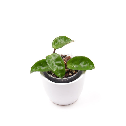 Hoya carnosa ‘Krinkle 8’, Größe S, Nr. 1