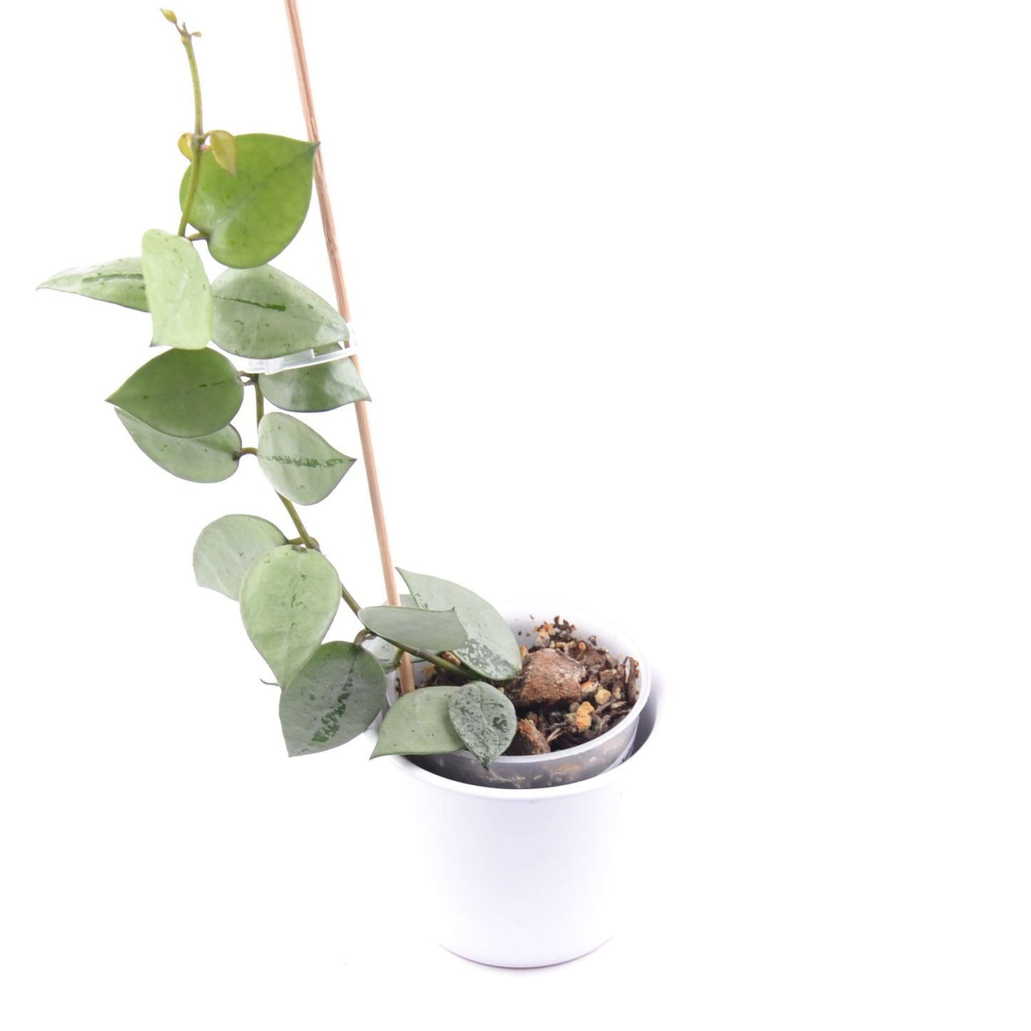 Hoya krohniana (super Silver), Größe S, Nr. 5