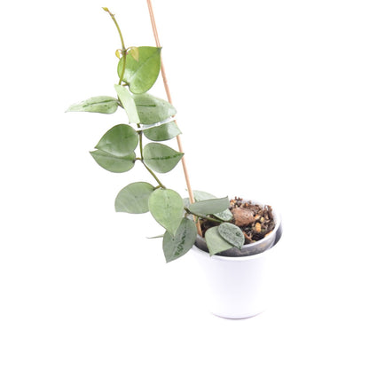 Hoya krohniana (super Silver), Größe S, Nr. 5