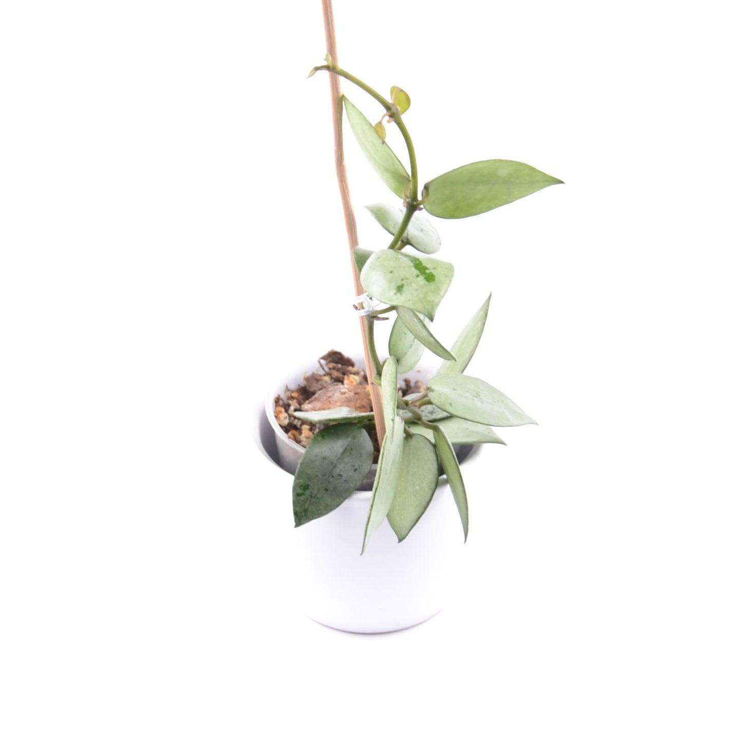 Hoya krohniana (super Silver), Größe S, Nr. 5
