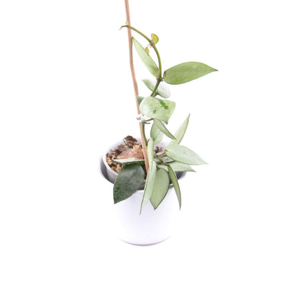 Hoya krohniana (super Silver), Größe S, Nr. 5