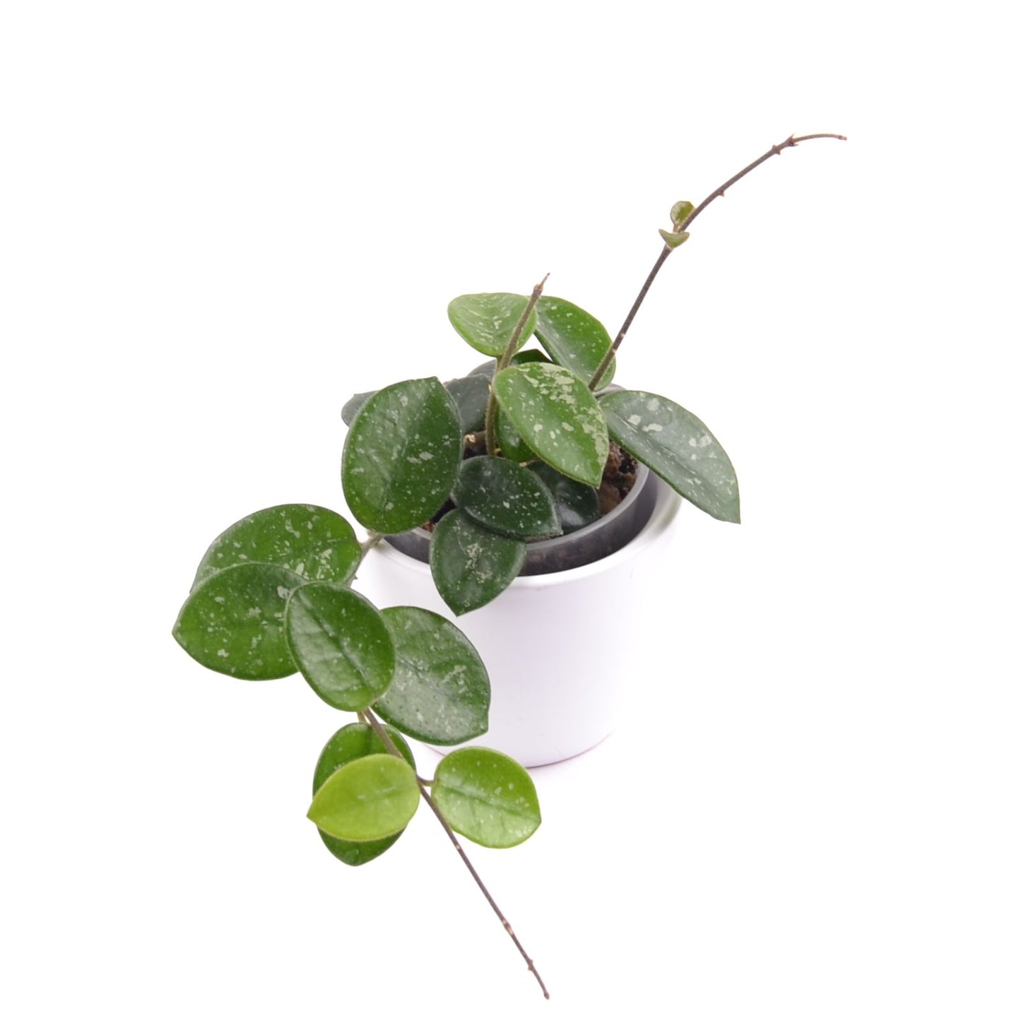 Hoya cv. Mathilde, Größe S, Nr. 5