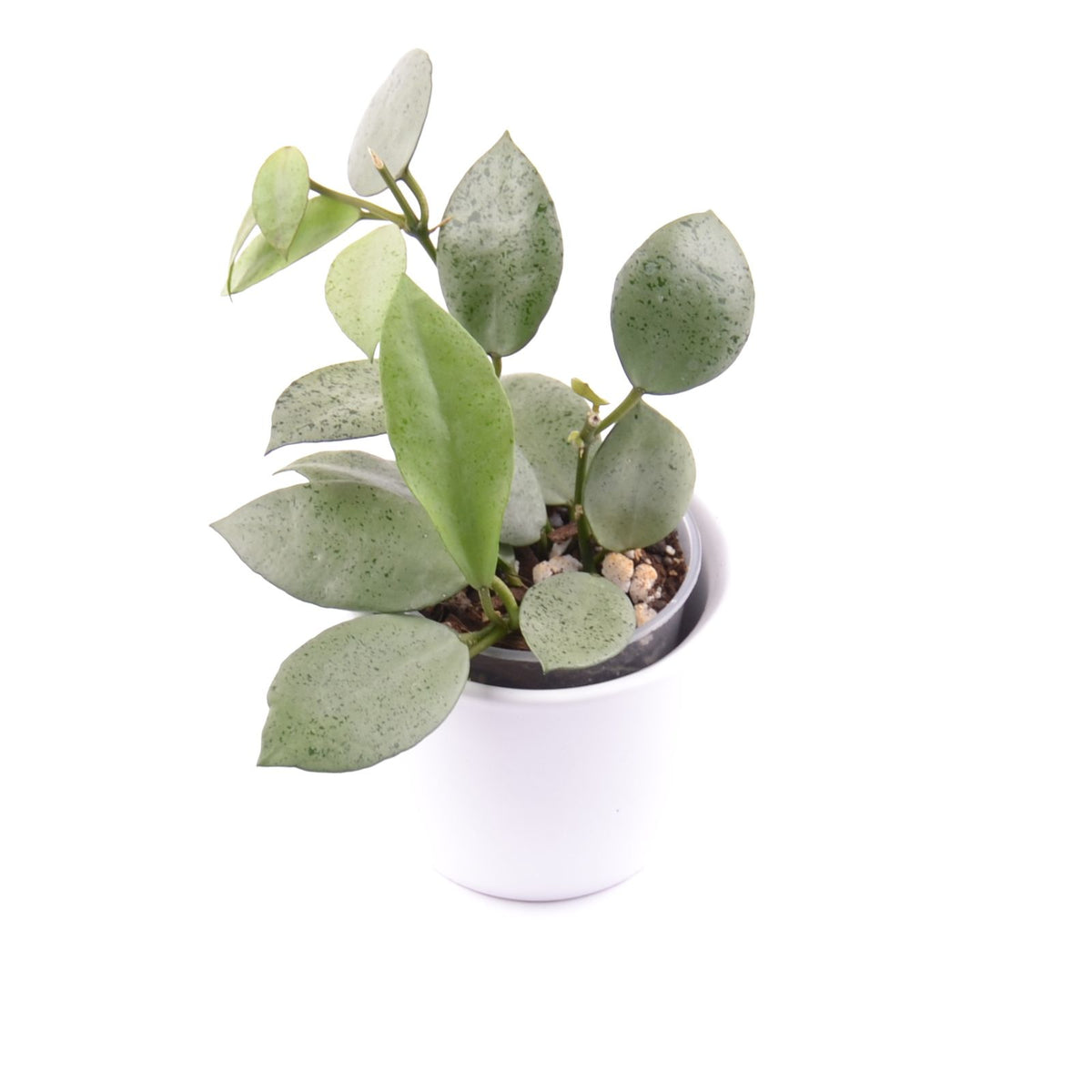Hoya lacunosa ‘Mint Coin’, Größe S, Nr. 7