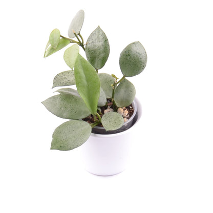 Hoya lacunosa ‘Mint Coin’, Größe S, Nr. 7