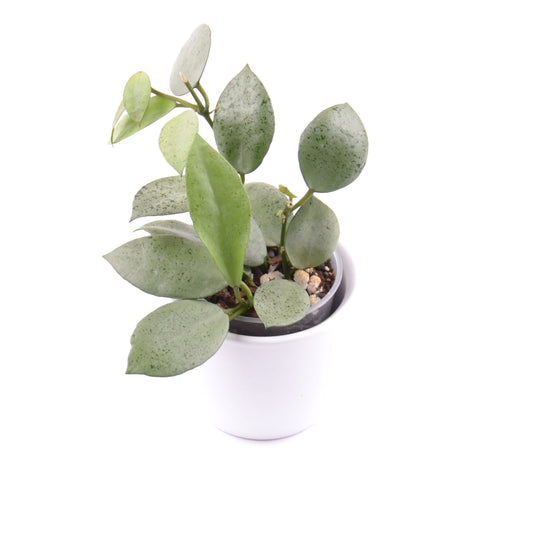 Hoya lacunosa ‘Mint Coin’, Größe S, Nr. 7