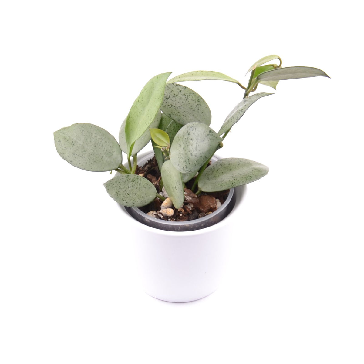Hoya lacunosa ‘Mint Coin’, Größe S, Nr. 7