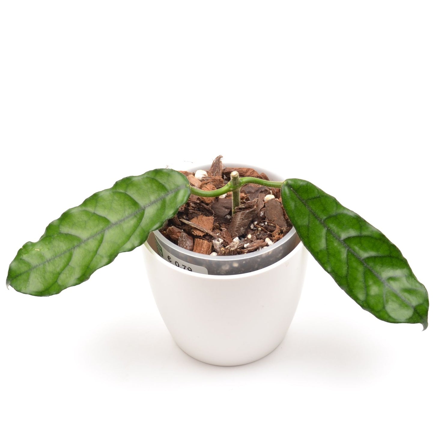 Hoya sp. Welsh Mountain Zoo, Größe S, Nr. 2