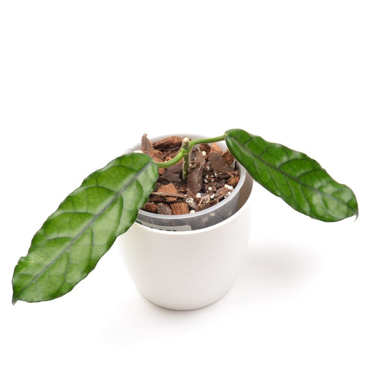 Hoya sp. Welsh Mountain Zoo, Größe S, Nr. 2