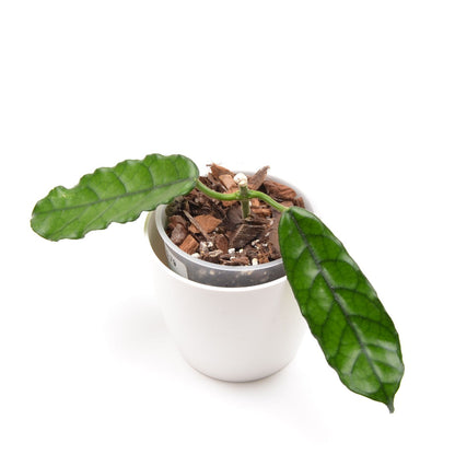 Hoya sp. Welsh Mountain Zoo, Größe S, Nr. 2