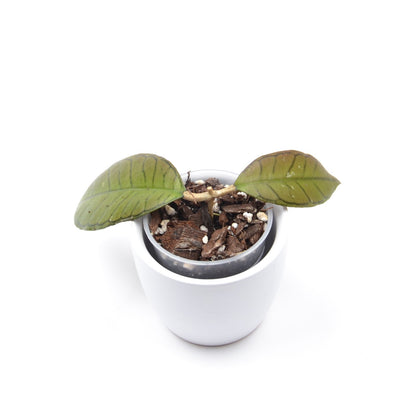 Hoya sp. 'Gunung Gading', Größe S, Nr. 1