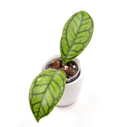 Hoya callistophylla 'Vena', Größe S, Nr. 1